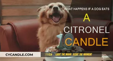 The Dangers of Citronella Candles for Dogs