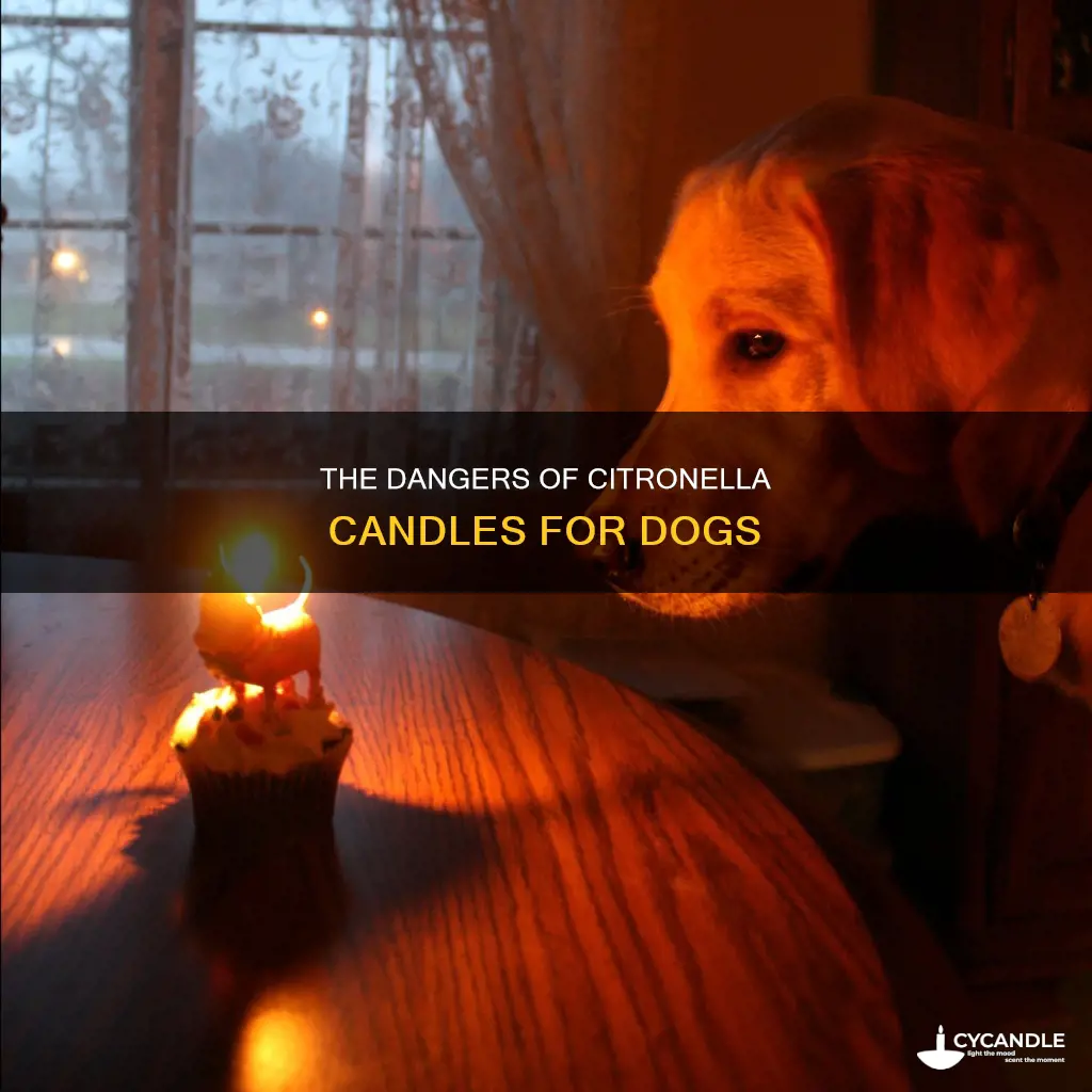 what happens if a dog eats a citronella candle