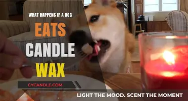 Dog Ate Candle Wax? Symptoms, Risks, and What to Do Next