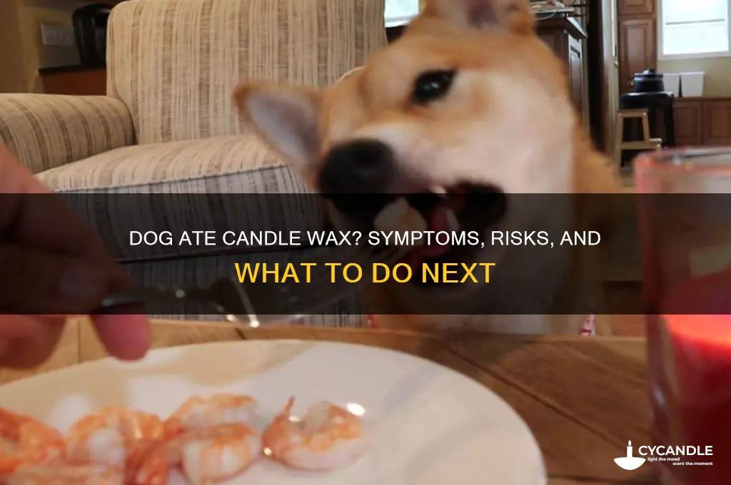 what happens if a dog eats candle wax