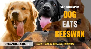 Dog Eats Beeswax: Potential Risks and What to Do Next