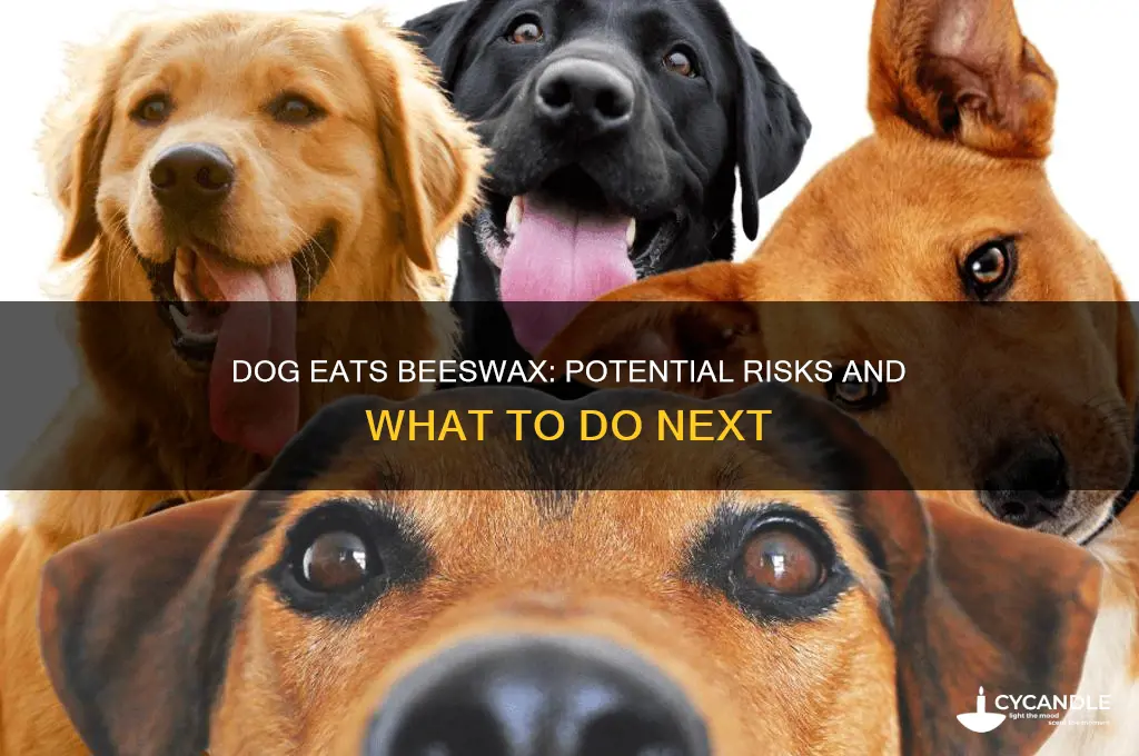 what happens if my dog eats beeswax