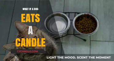 Dog Ate a Candle? Potential Risks and Immediate Steps to Take
