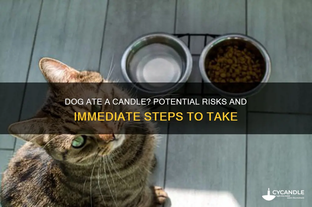 what if a dog eats a candle