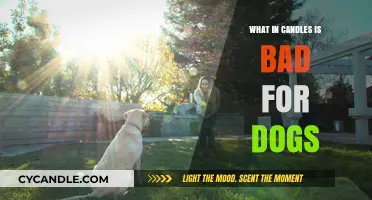 Candle Ingredients Harmful to Dogs: What Pet Owners Should Avoid