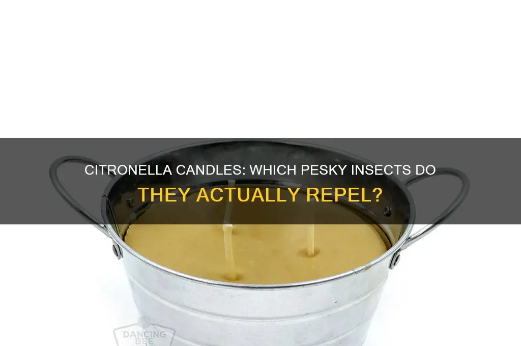 what insects do citronella candles repel