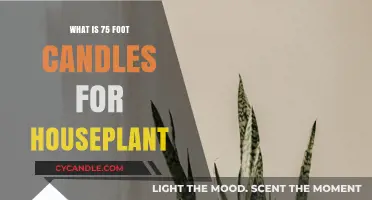 Understanding 75 Foot Candles: Optimal Lighting for Healthy Houseplants