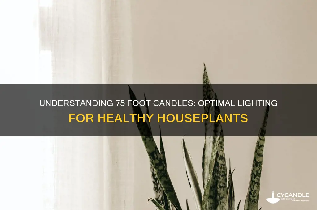 what is 75 foot candles for houseplant