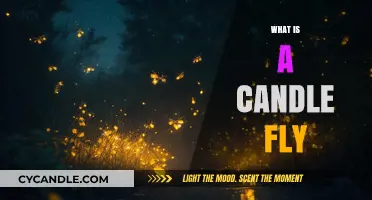 Unveiling the Mystery: What is a Candle Fly and Its Unique Traits