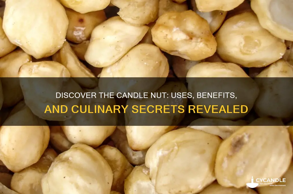 what is a candle nut