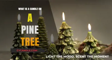 Unveiling the Mystery: What is a Candle on a Pine Tree?