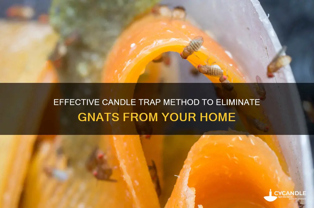 what is a candle trap for gnats