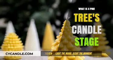 Understanding the Pine Tree's Candle Stage: A Crucial Growth Phase