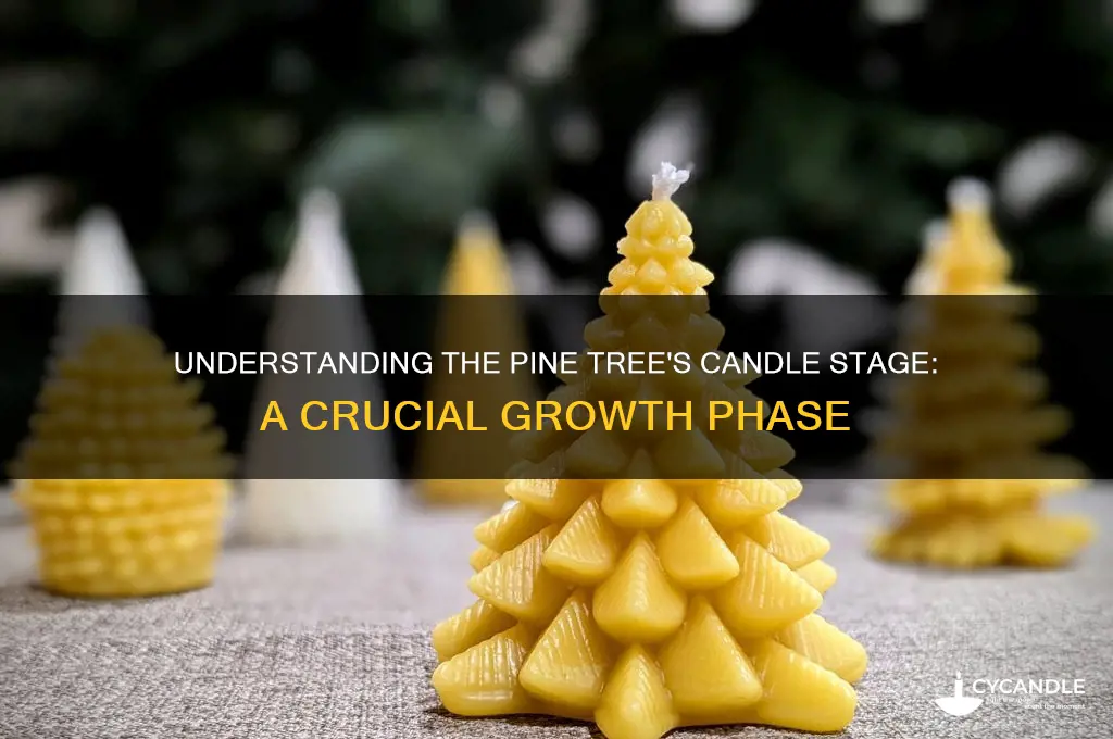 what is a pine tree