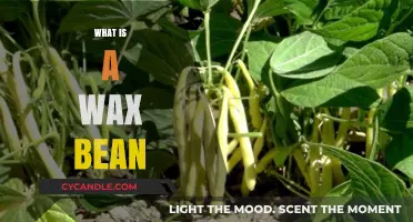 Exploring the Versatile Wax Bean: A Comprehensive Guide