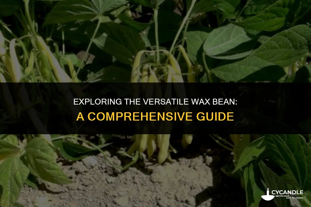 what is a wax bean
