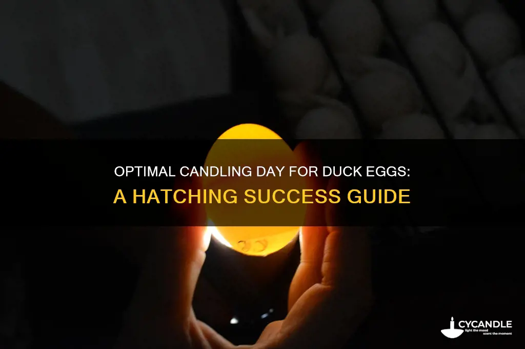 what is best day to candle duck eggs