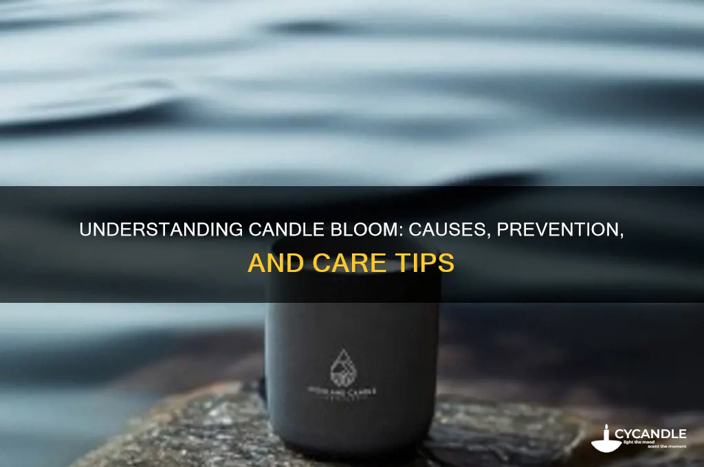 what is candle bloom