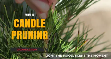 Candle Pruning Explained: Essential Techniques for Healthy Plant Growth