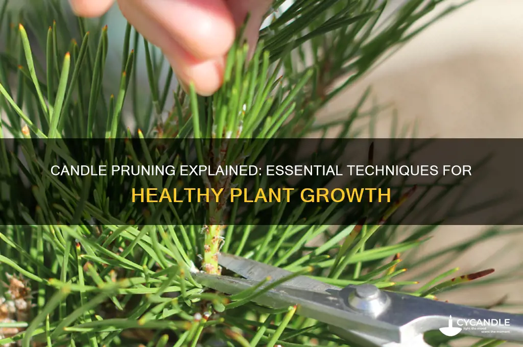 what is candle pruning