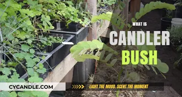 Discover the Beauty and Uses of the Candler Bush Plant