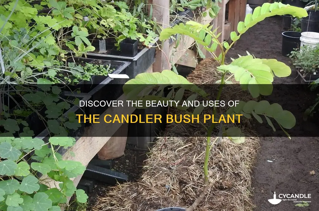 what is candler bush