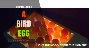 Understanding Candling: A Gentle Technique to Check Bird Egg Viability