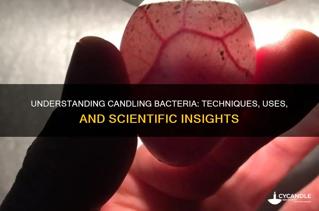 what is candling bacteria