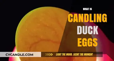 Candling Duck Eggs: A Beginner's Guide to Checking Fertility