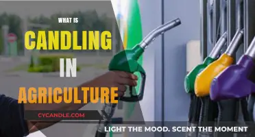 Understanding Candling: A Vital Technique in Agricultural Seed Inspection