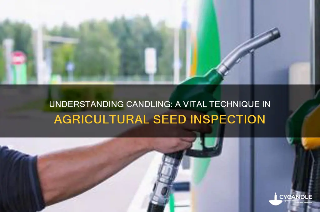what is candling in agriculture