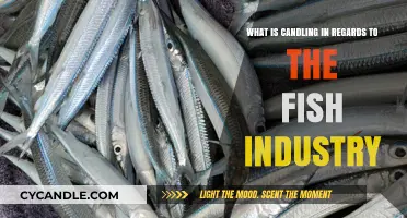 Understanding Candling: A Key Technique in Fish Quality Inspection