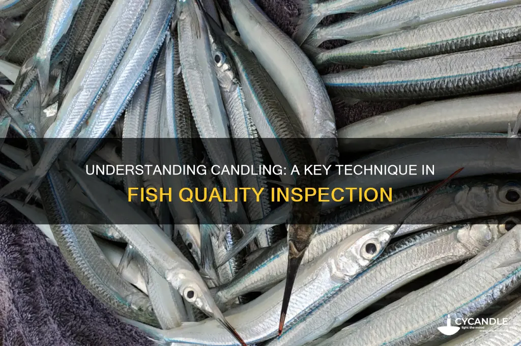 what is candling in regards to the fish industry