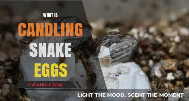 Candling Snake Eggs: A Guide to Monitoring Embryo Development