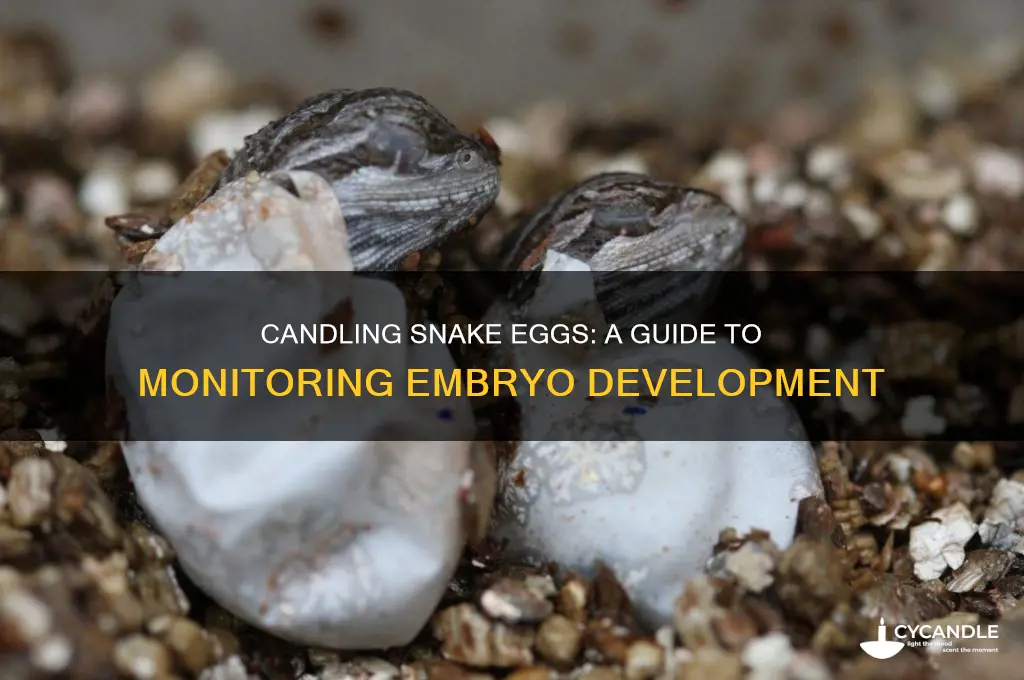 what is candling snake eggs