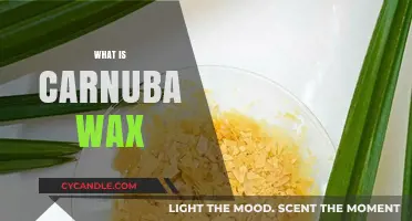 Unlocking the Secrets of Carnauba Wax: Nature's Premium Polish