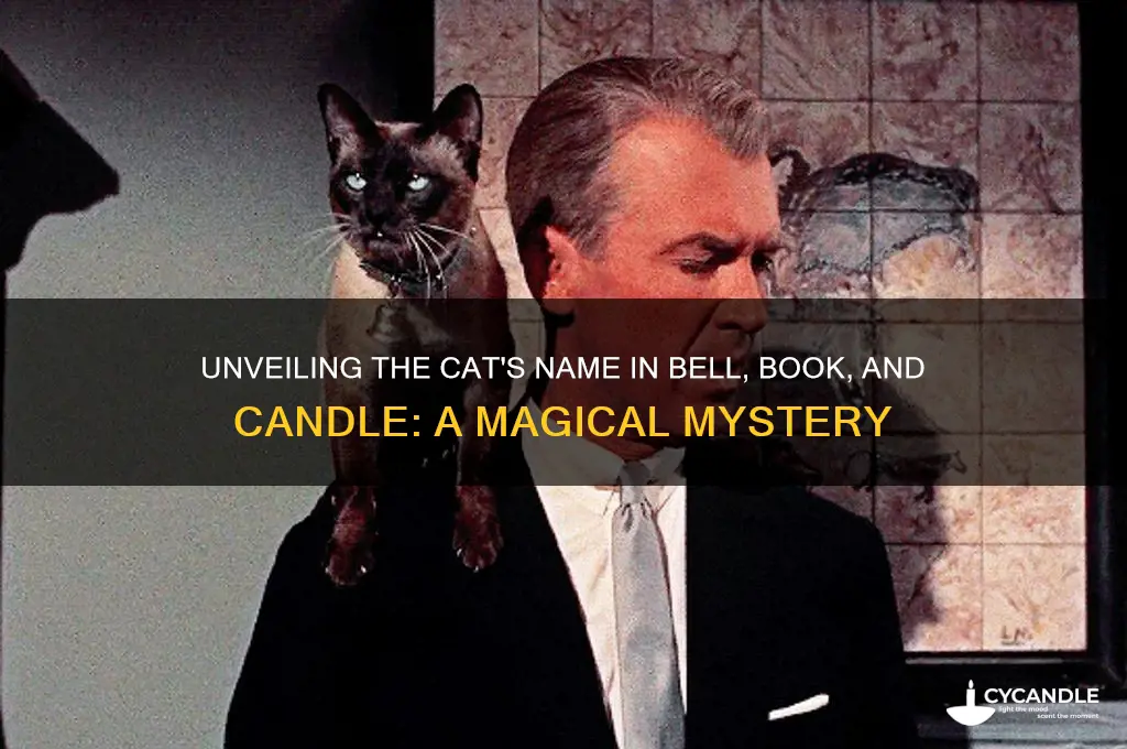 what is cat