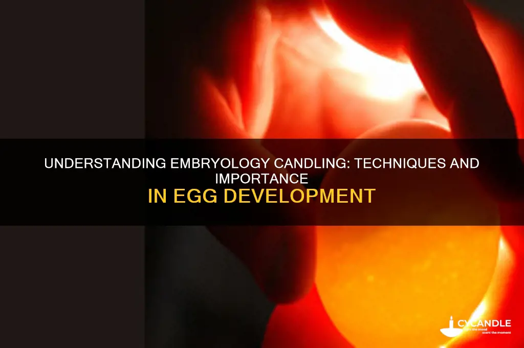 what is embryology candling