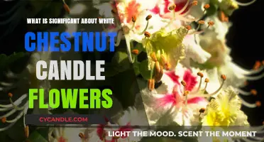 White Chestnut Candle Flowers: Unveiling Their Unique Beauty and Significance