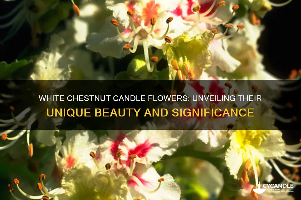 what is significant about white chestnut candle flowers