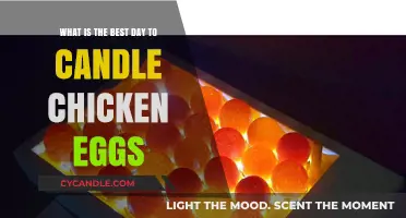 Optimal Candling Day for Chicken Eggs: A Hatching Success Guide