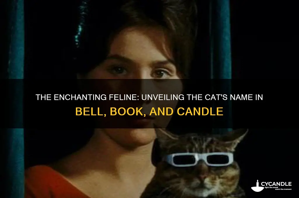 what is the cats name on bell book and candle