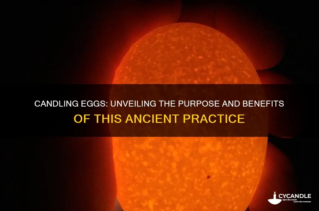 what is the purpose of candling eggs