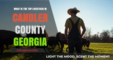 Candler County Georgia's Leading Livestock: A Comprehensive Overview