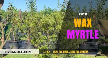 Exploring the Fragrant World of Wax Myrtle: A Comprehensive Guide