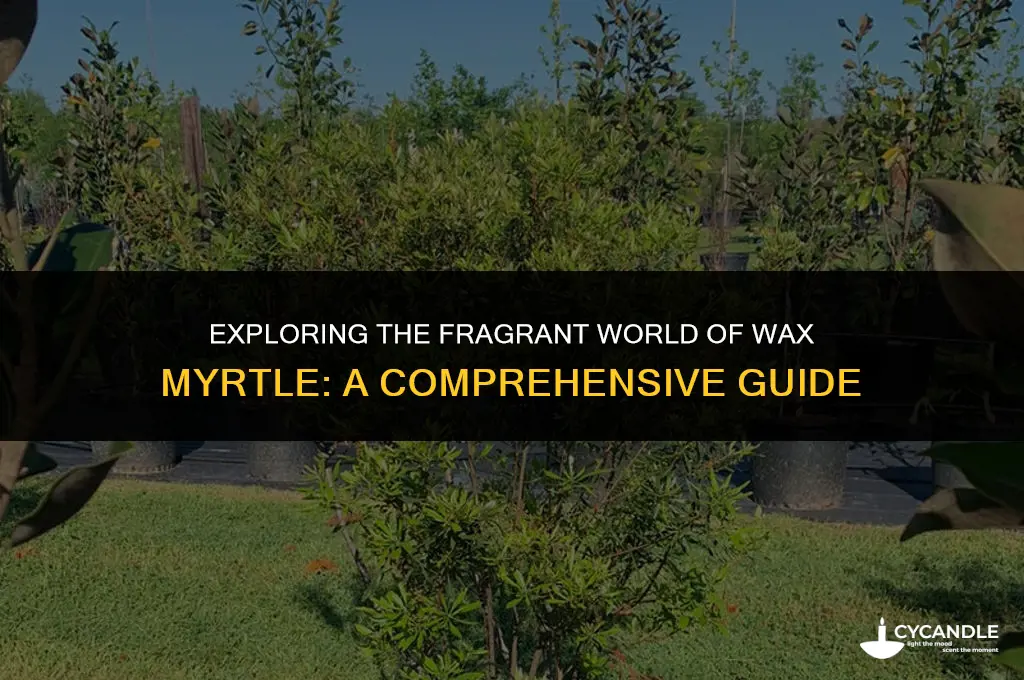 what is wax myrtle