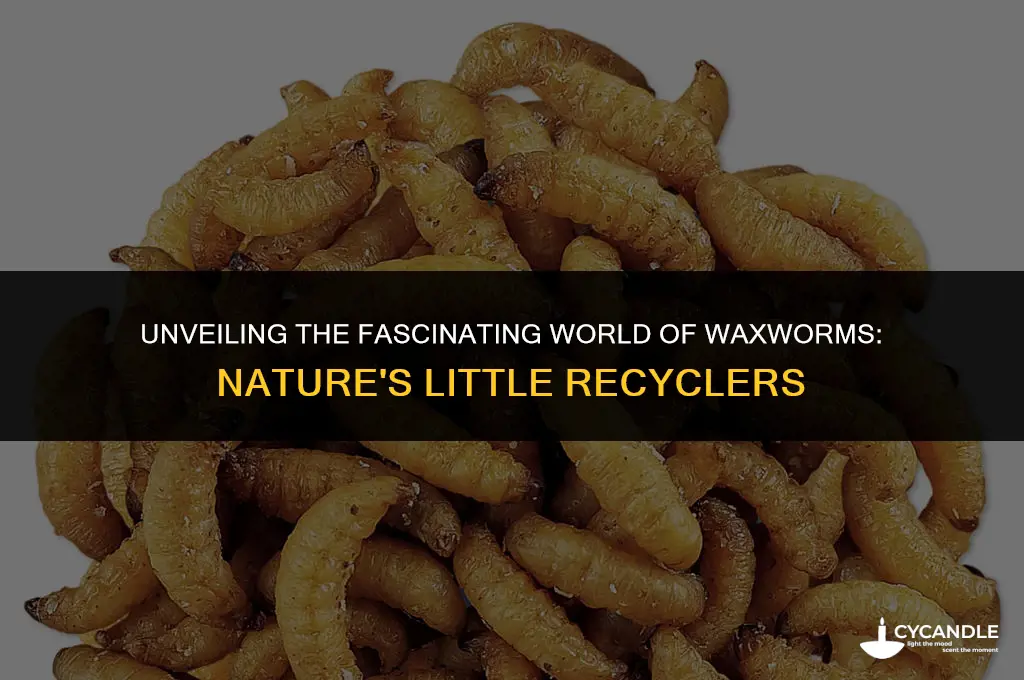 what is wax worms