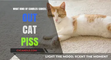 Eliminate Cat Urine Smells: Best Candles to Freshen Your Home