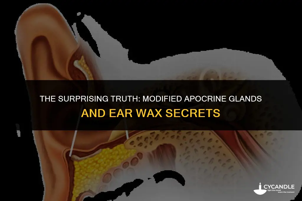 what modified apocrine glands secrete ear wax