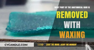 Waxing 101: Understanding the Anatomical Hair Structure Removed During Waxing